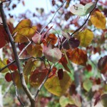 CERCIS CANADENSIS Forest Pansy Redbud foliage